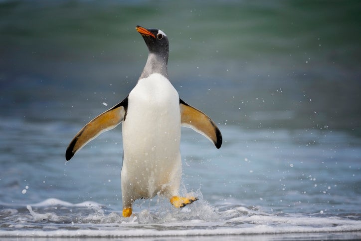 A penguin walks through shallow water at the beach, wings extended, with a focused expression