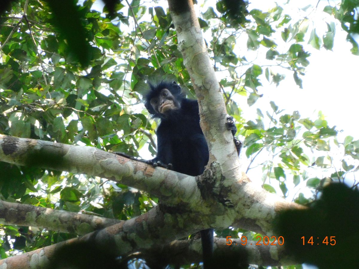 Mysterious masked monkey is the fifth discovered in Africa in 75 years and it may already be endangered