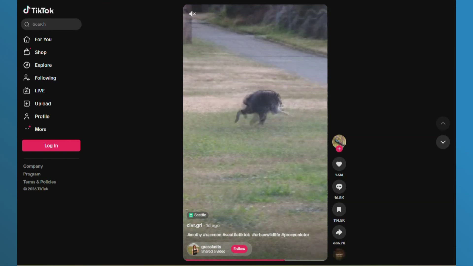 Jimothy the raccoon goes viral