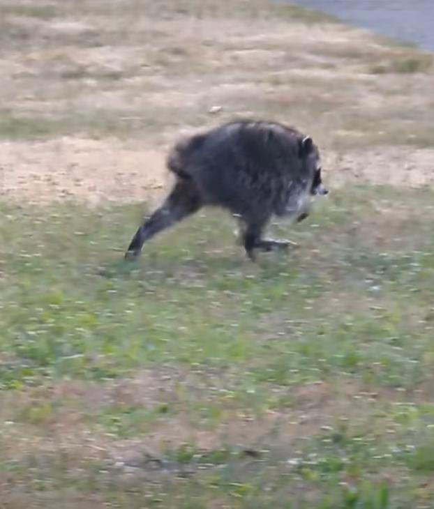 Watch: Seattle's round raccoon Jimothy becomes viral star