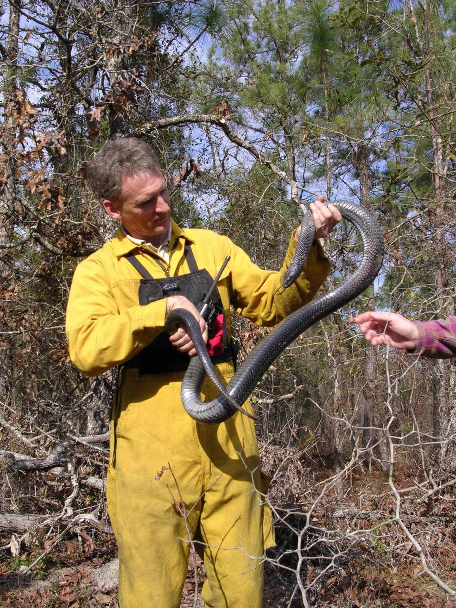 Man holds eastern indigo snake drymarchon corais couperi