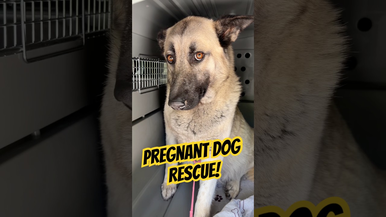 Saving a sweet pregnant German shepherd for a bright future