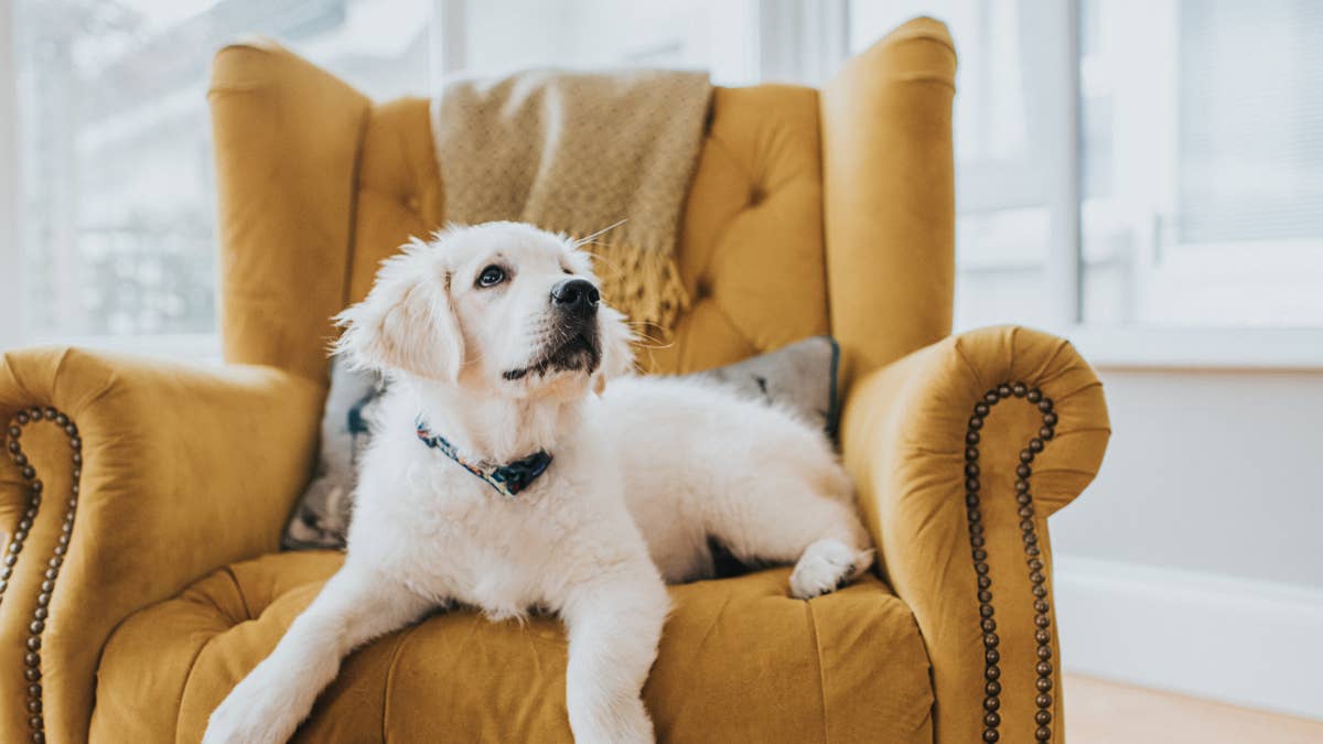 Golden Retriever Puppy's First Night in His Forever Home Is a Rollercoaster of Emotions
