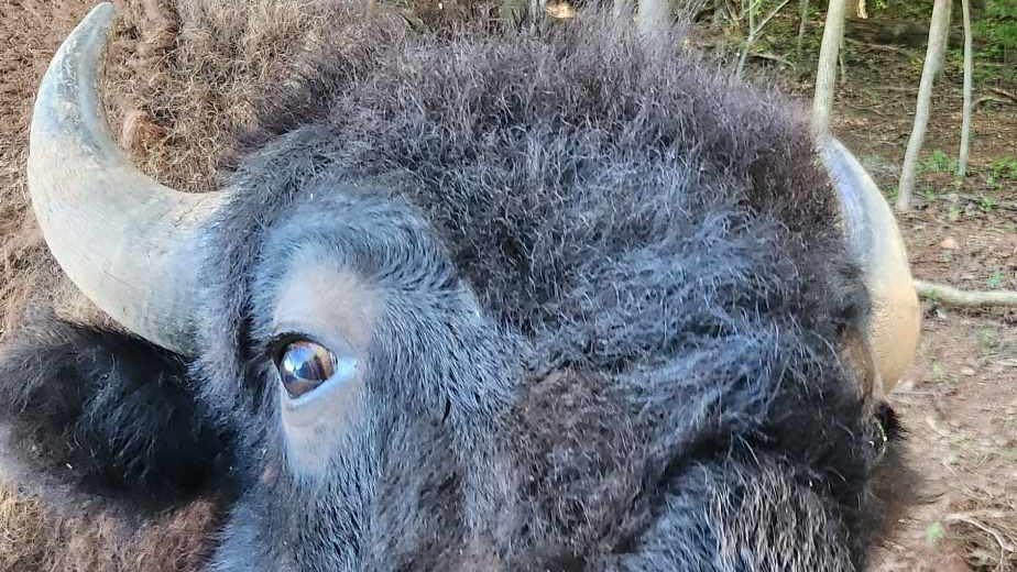A buffalo walks up to a car at a drive through safari in Commerce, Georgia.