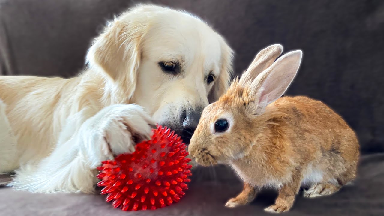 Can a rabbit play ball with a dog?