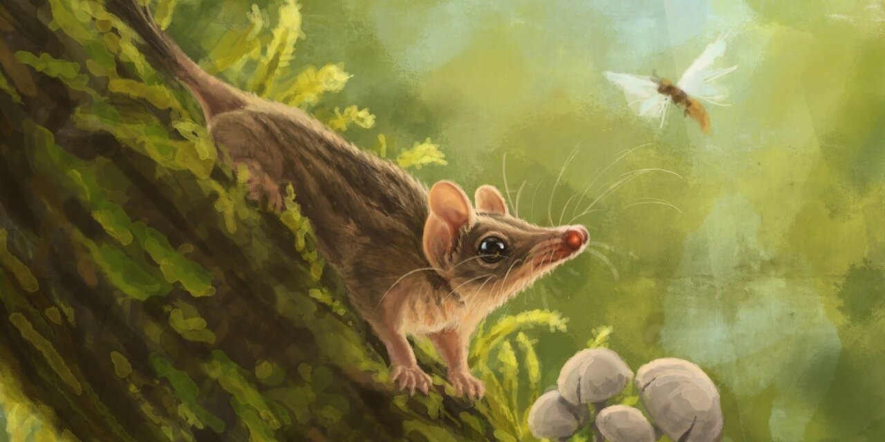 Australia's most diverse marsupial predators have been hiding their origins for millions of years