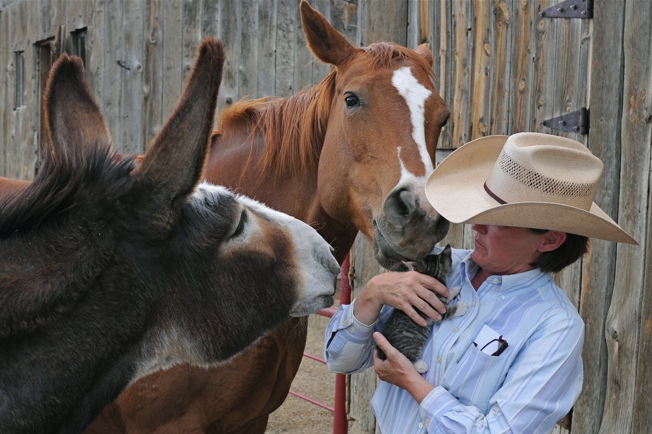 Two horses at the a ranch investigate a small barn kitten