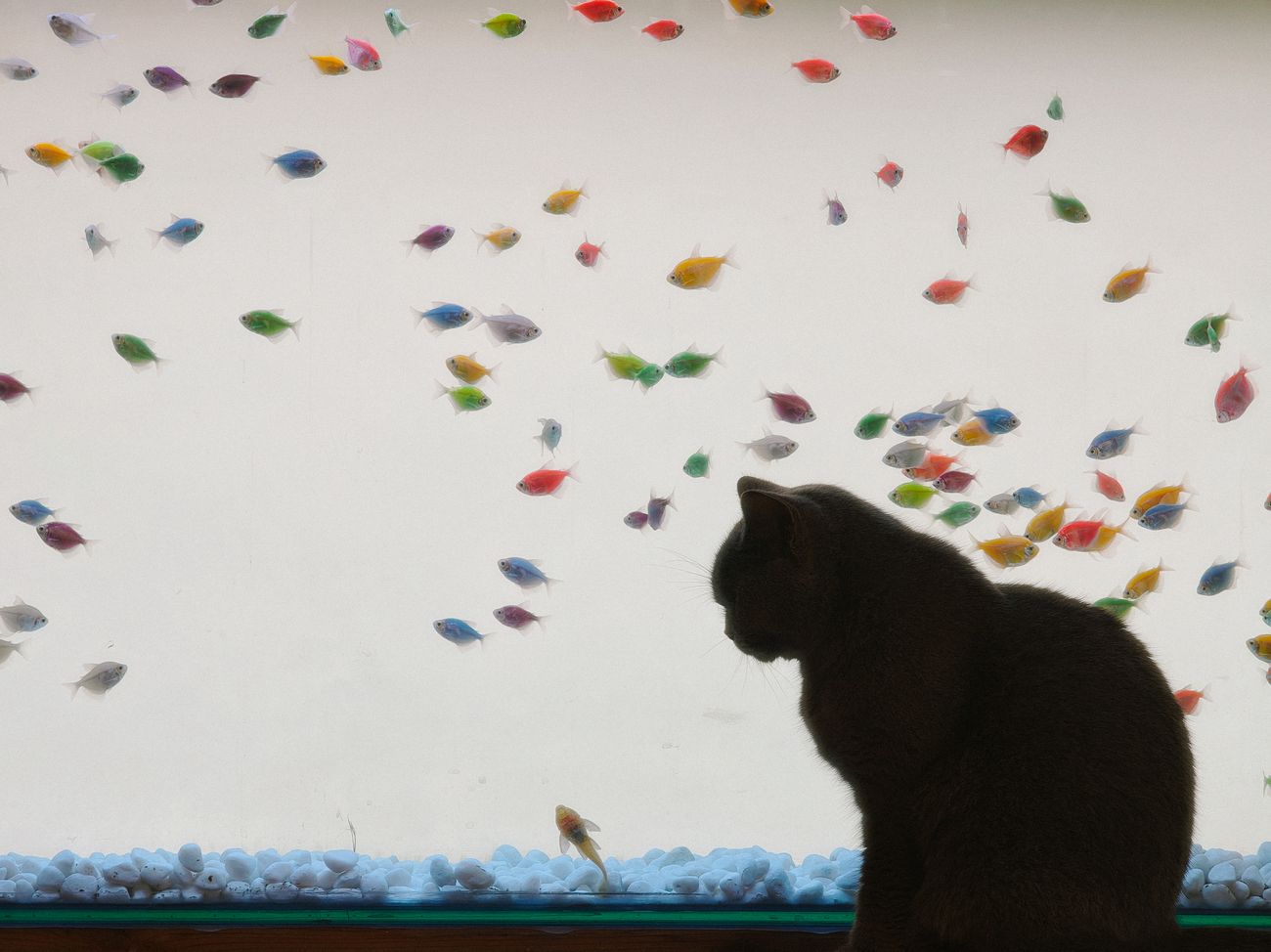 A kitten observes dozens of small fish