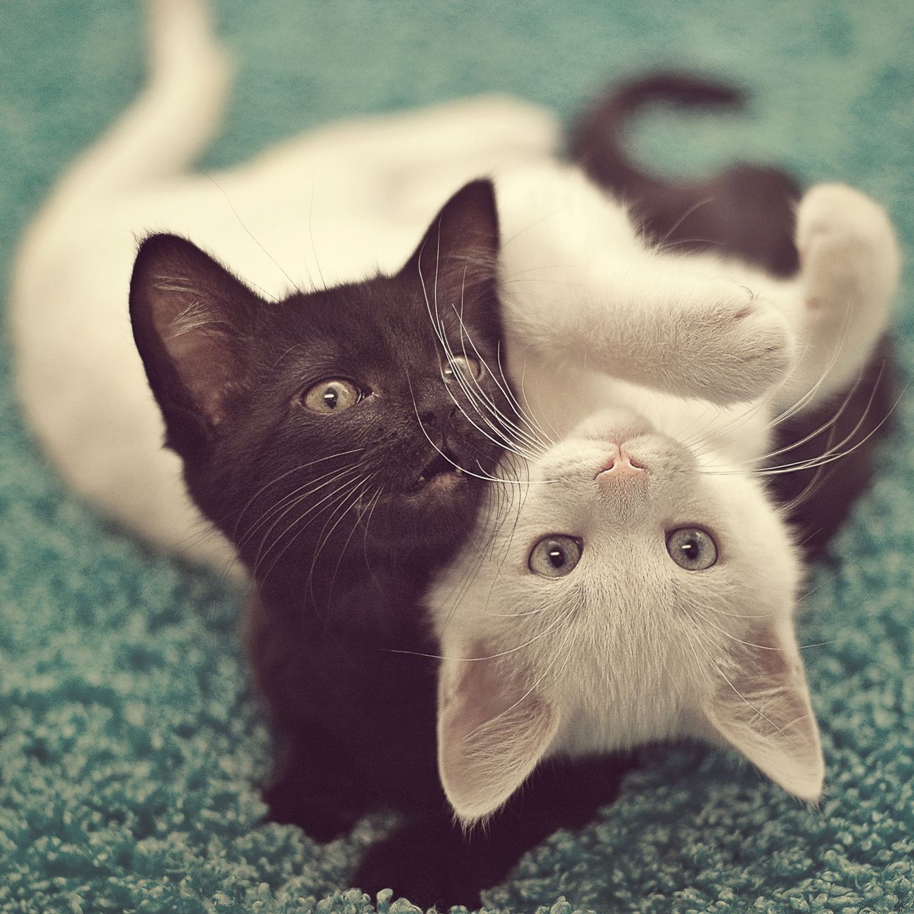 Two brother kittens intertwine with each other while playing.