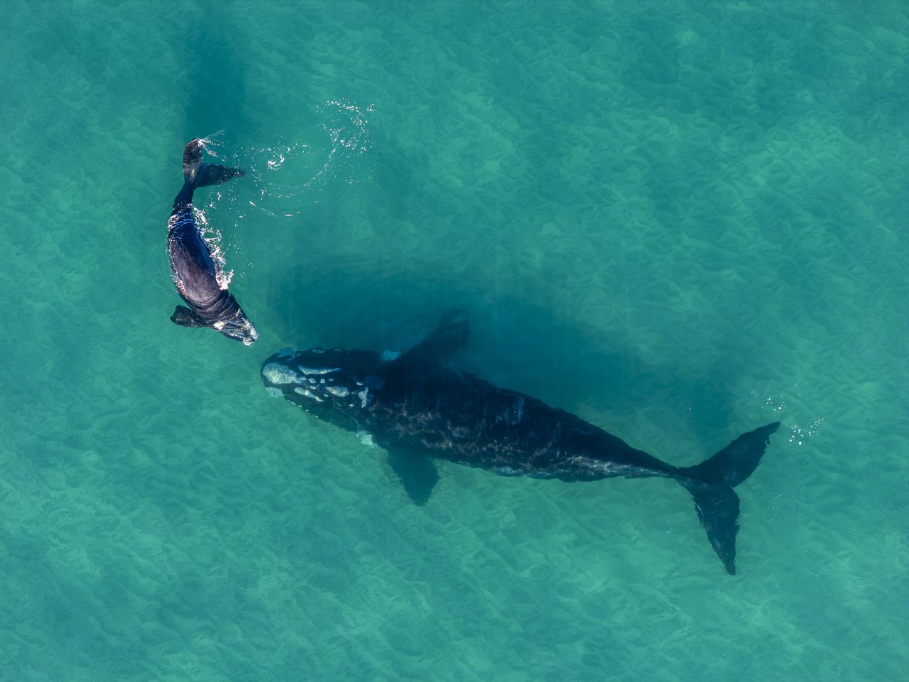 a mother and calf right whale in blue-green waters