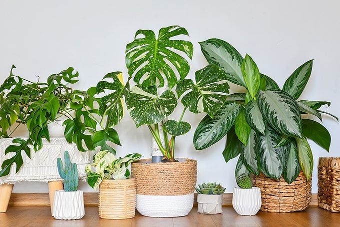 Here’s Why Your Houseplants Stink Gettyimages 2154716373