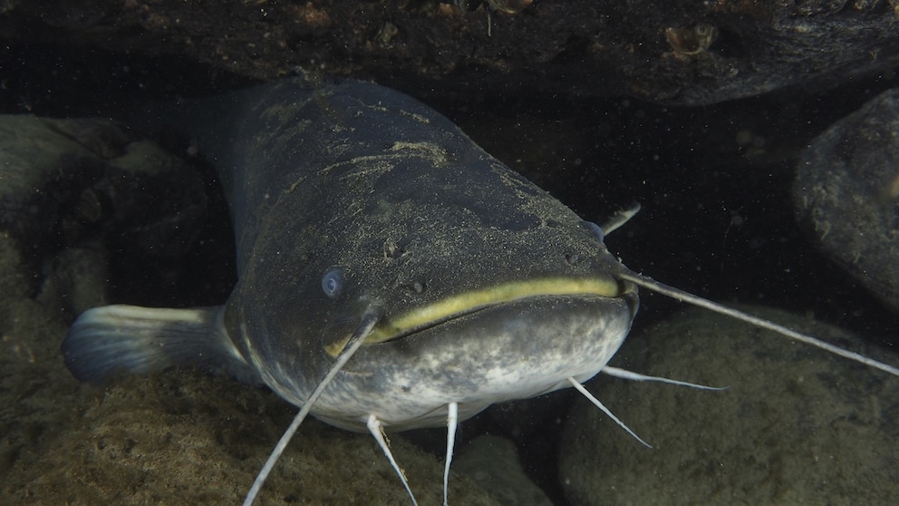Giant Catfish Spread in Lake Garda