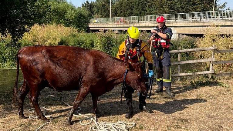 Cow stuck in tunnel gets rescued by firefighters
