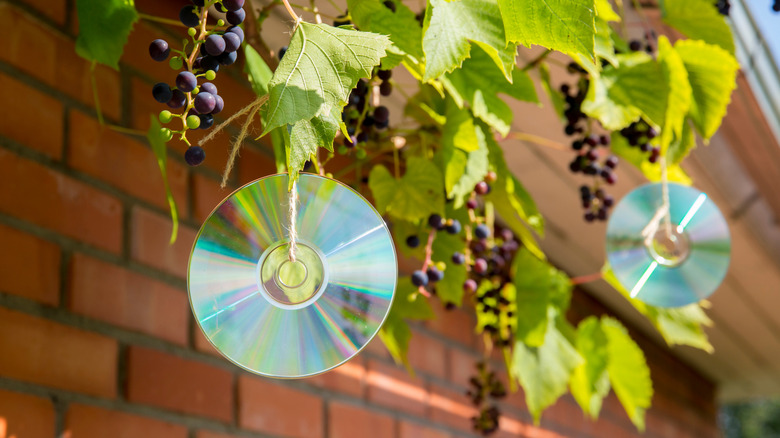 Stop Birds From Building Nests On Your Porch With These Repurposed Household Items