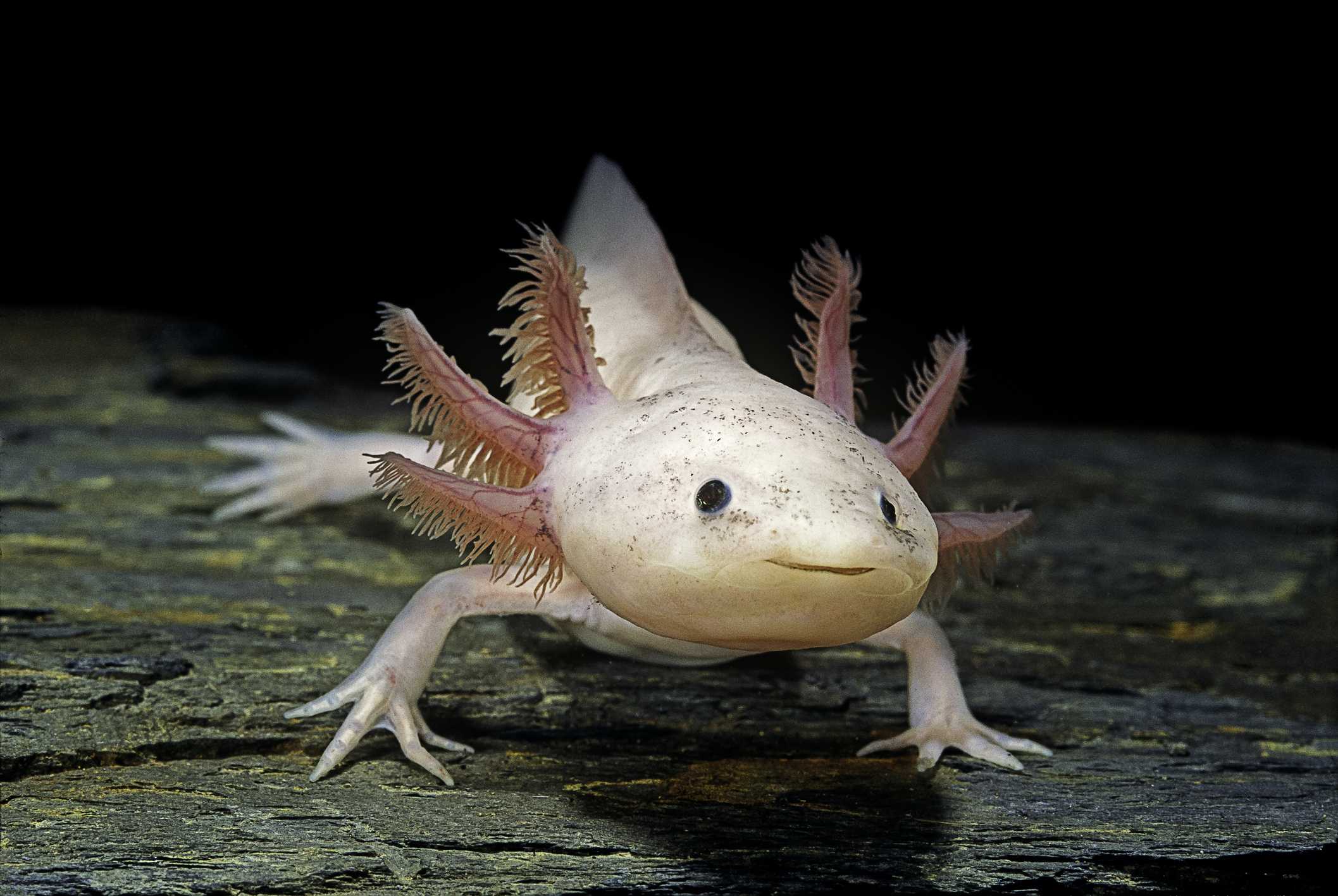 Birmingham Zoo To Open Axolotl Exhibit Exciting Visitors As Unique 