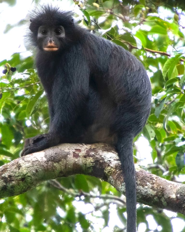 Likweli: A remarkable new species of Colobus monkey from the Lomami National Park, Democratic Republic of Congo