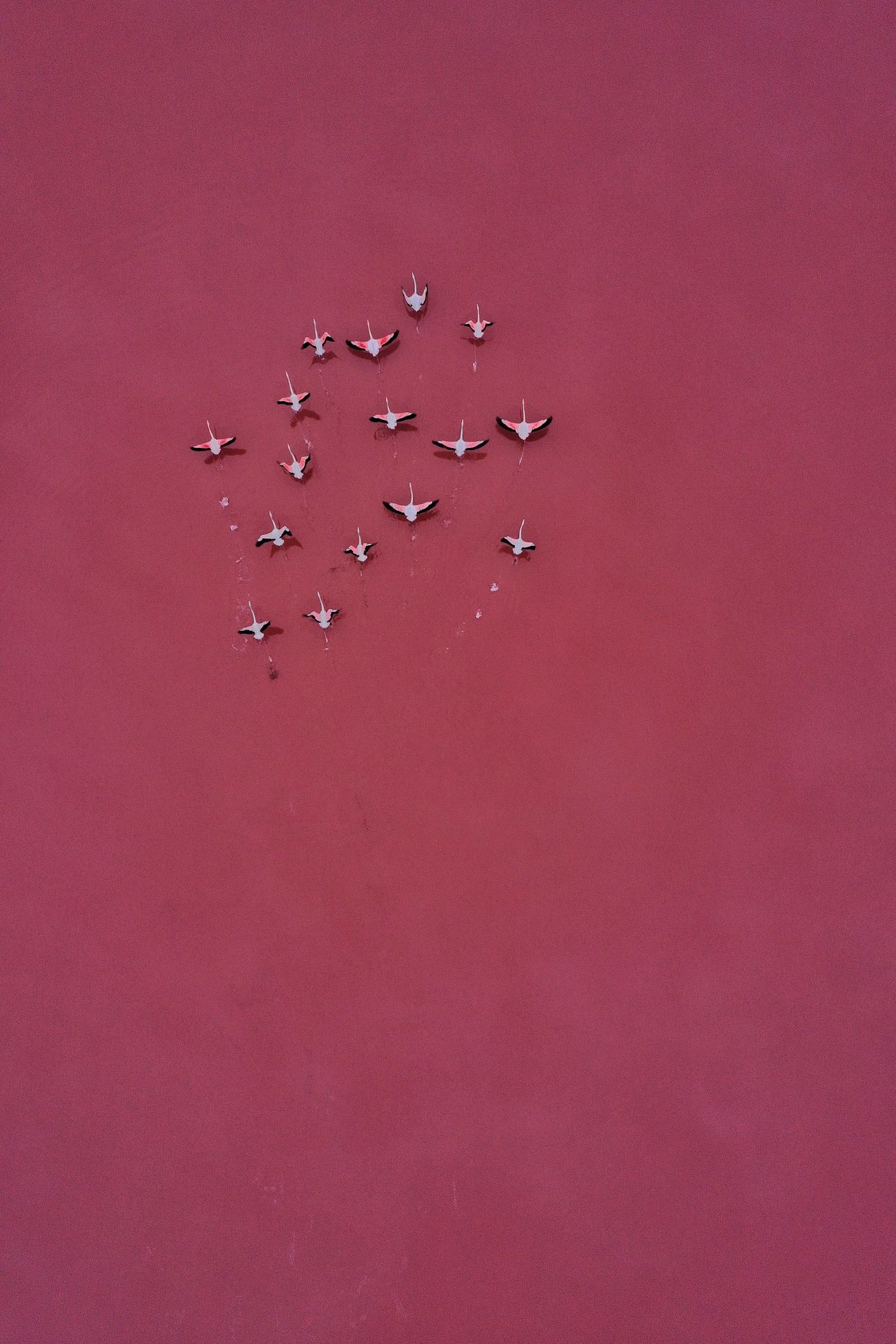 a flock of flamingos flies toward the top of the frame above a pink lake, making a solid background