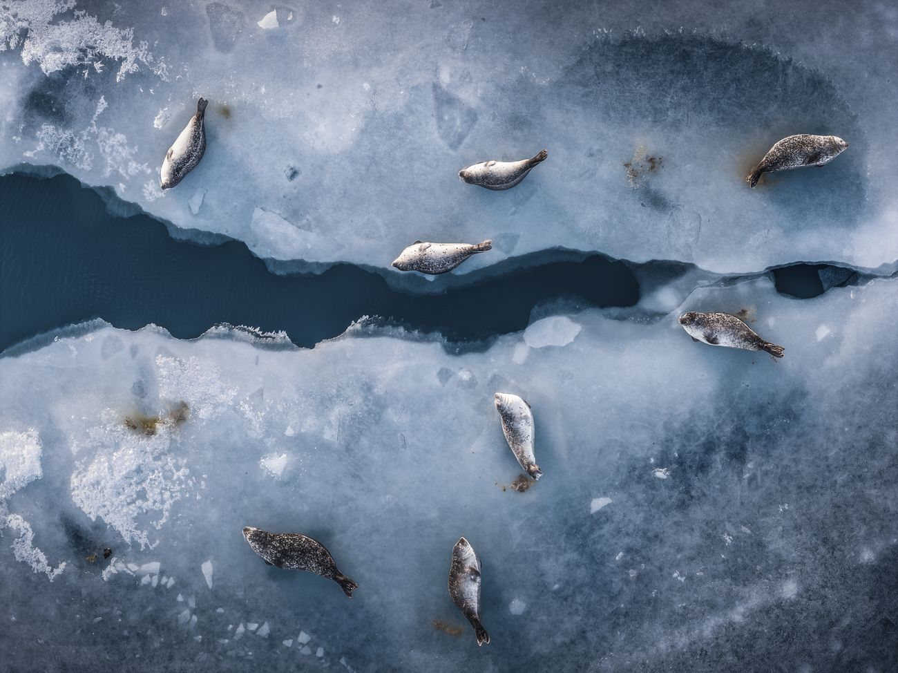 seals lie on ice on either side of a cone-shaped crack revealing the lake water below