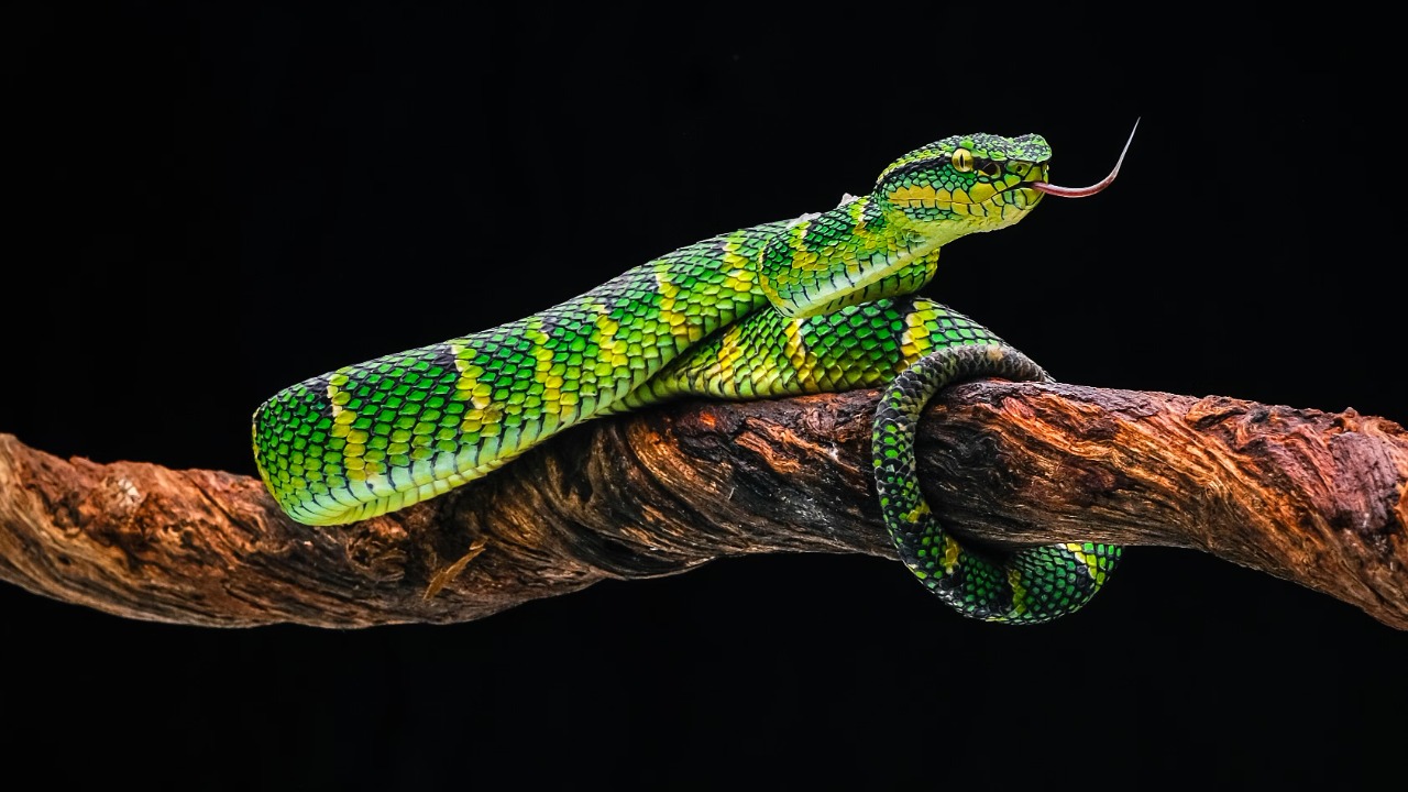 Scientists confirmed a bright green pitviper in China’s mountains is a species all its own