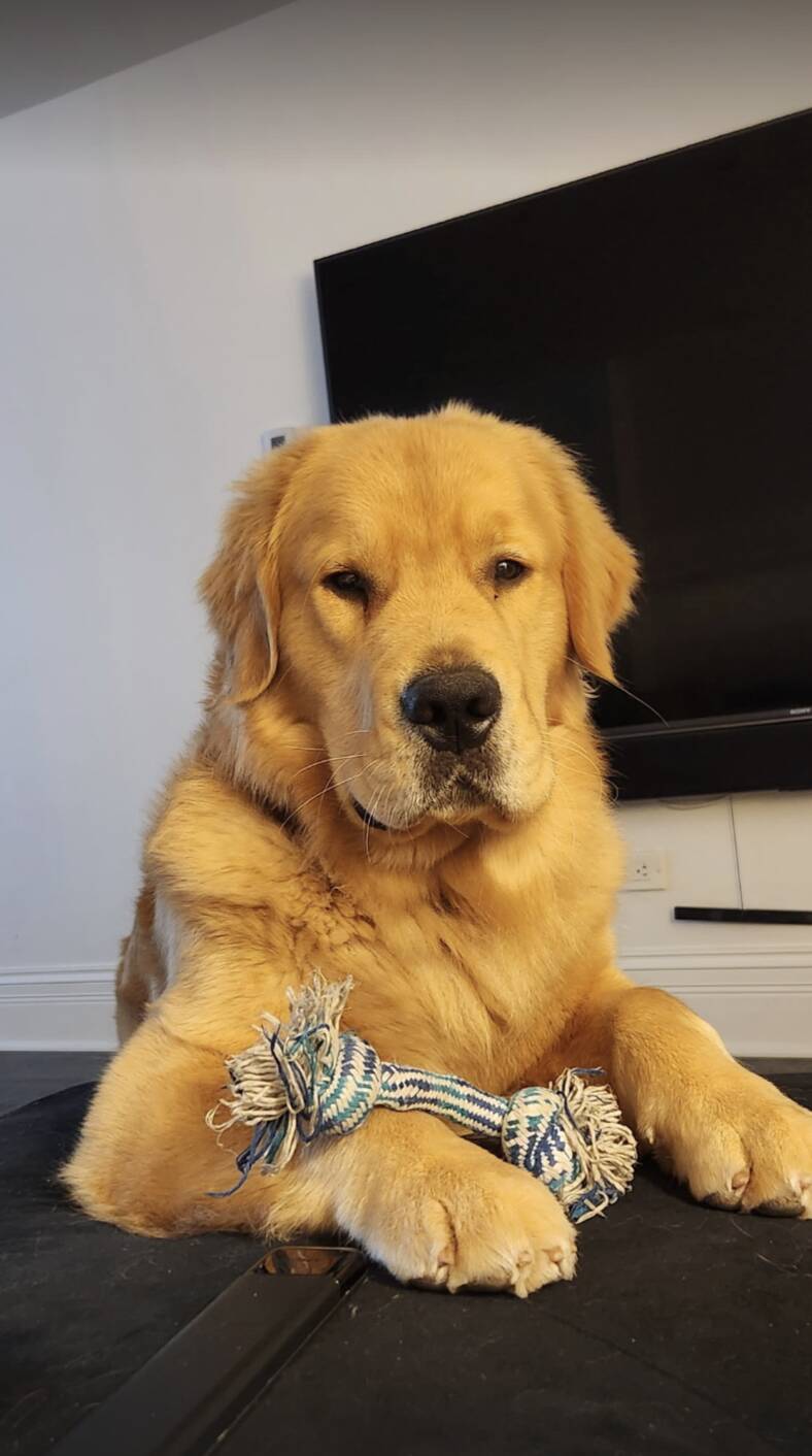 Golden retriever wearing a cone 'breaks into' woman’s home and demands affection