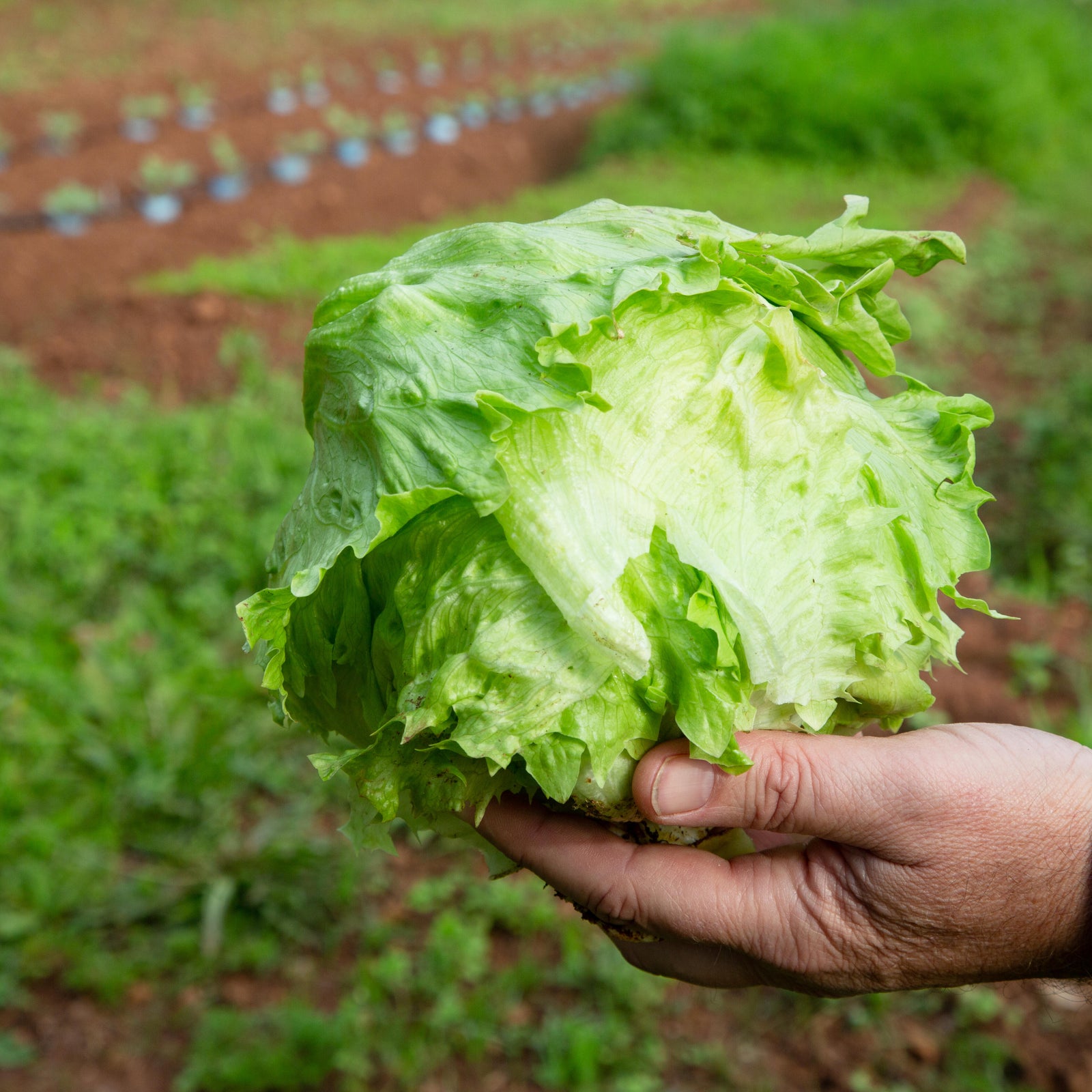 Taylor Farms pulls iceberg lettuce linked to cyclosporiasis outbreak