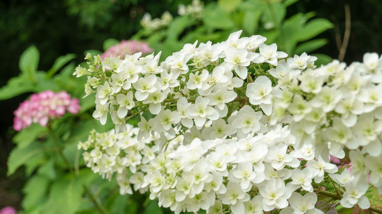 White clusters of blooms on an oakleaf hydrangea bush.