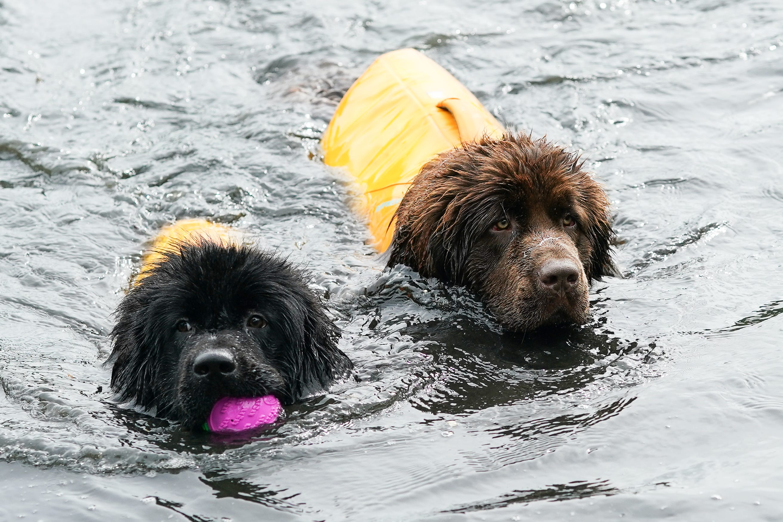 Best pictures of the wondrous, water-loving Newfoundland dogs