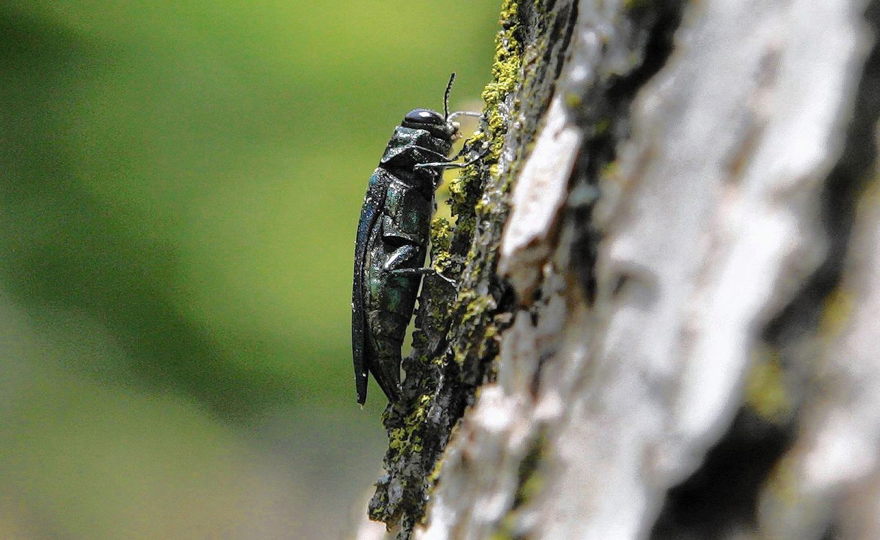 emerald ash borer bug on a tree