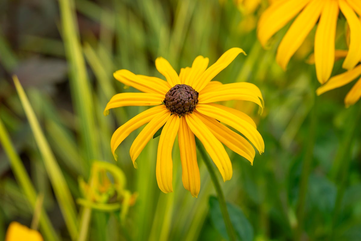 If You Have Clay Soil, These Are the Flowers You Should Be Planting