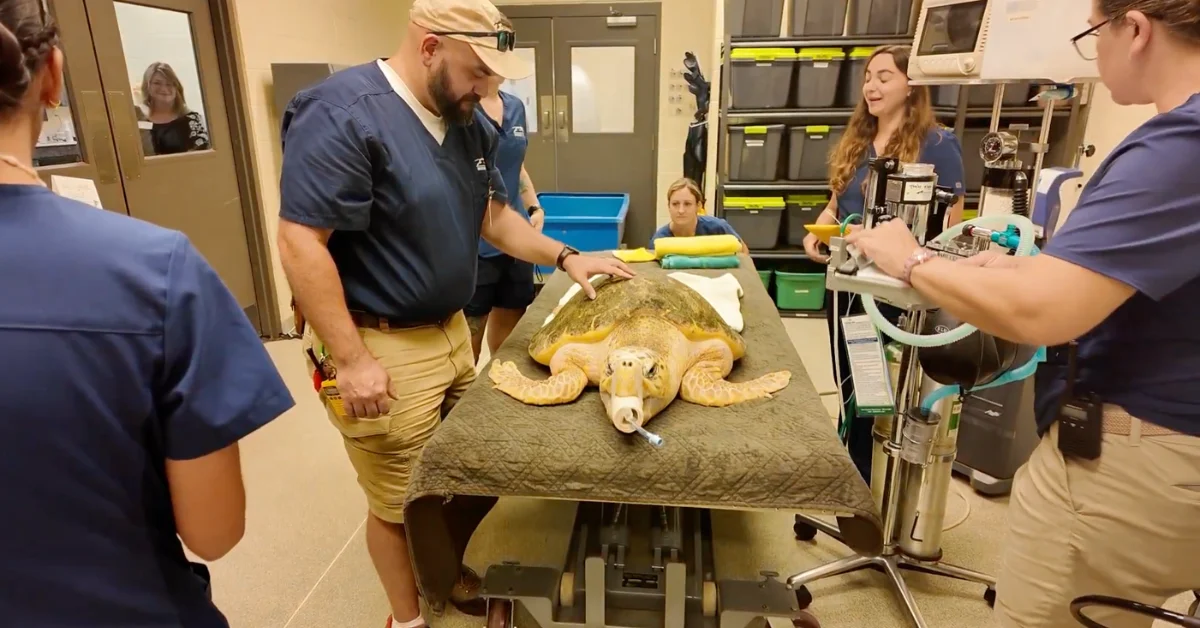 A sea turtle swallowed 20 fishing hooks. Only a procedure meant for humans could save her