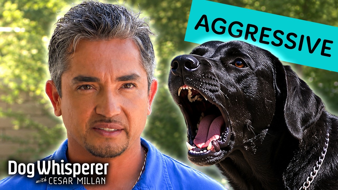 Aggressive dog overpowers owners on walks! Dog whisperer with Cesar Millan