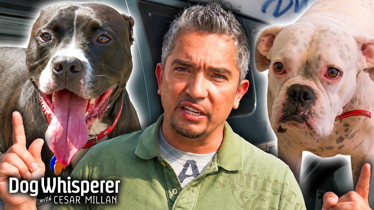 Can Cesar keep these office dogs from fighting: Dog Whisperer with ...