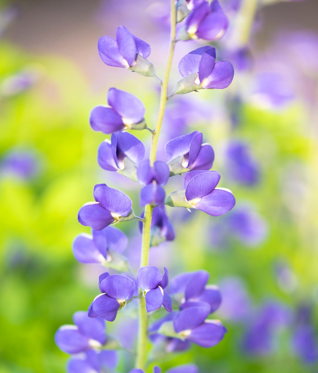 If You Have Clay Soil, These Are the Flowers You Should Be Planting