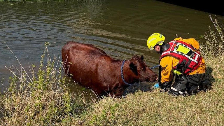 Cow stuck in tunnel gets rescued by firefighters