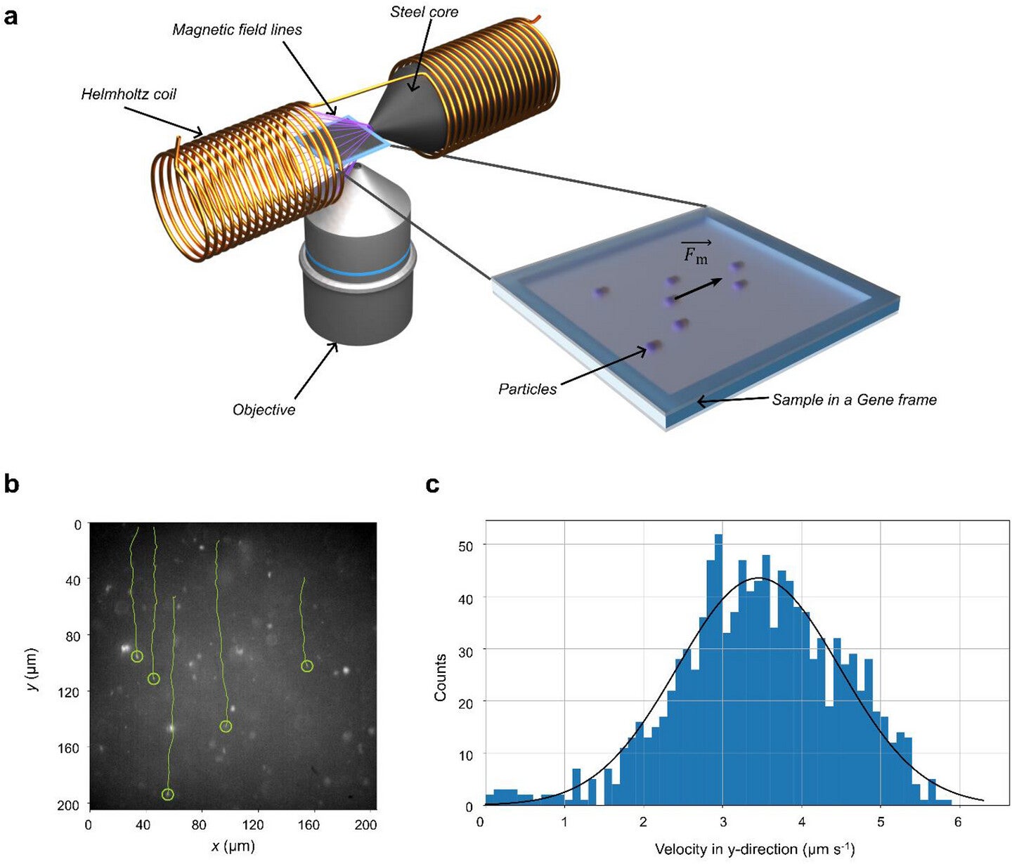 Magnetic field-induced movement of basic nanorobots. (CREDIT: Advanced Functional Materials)