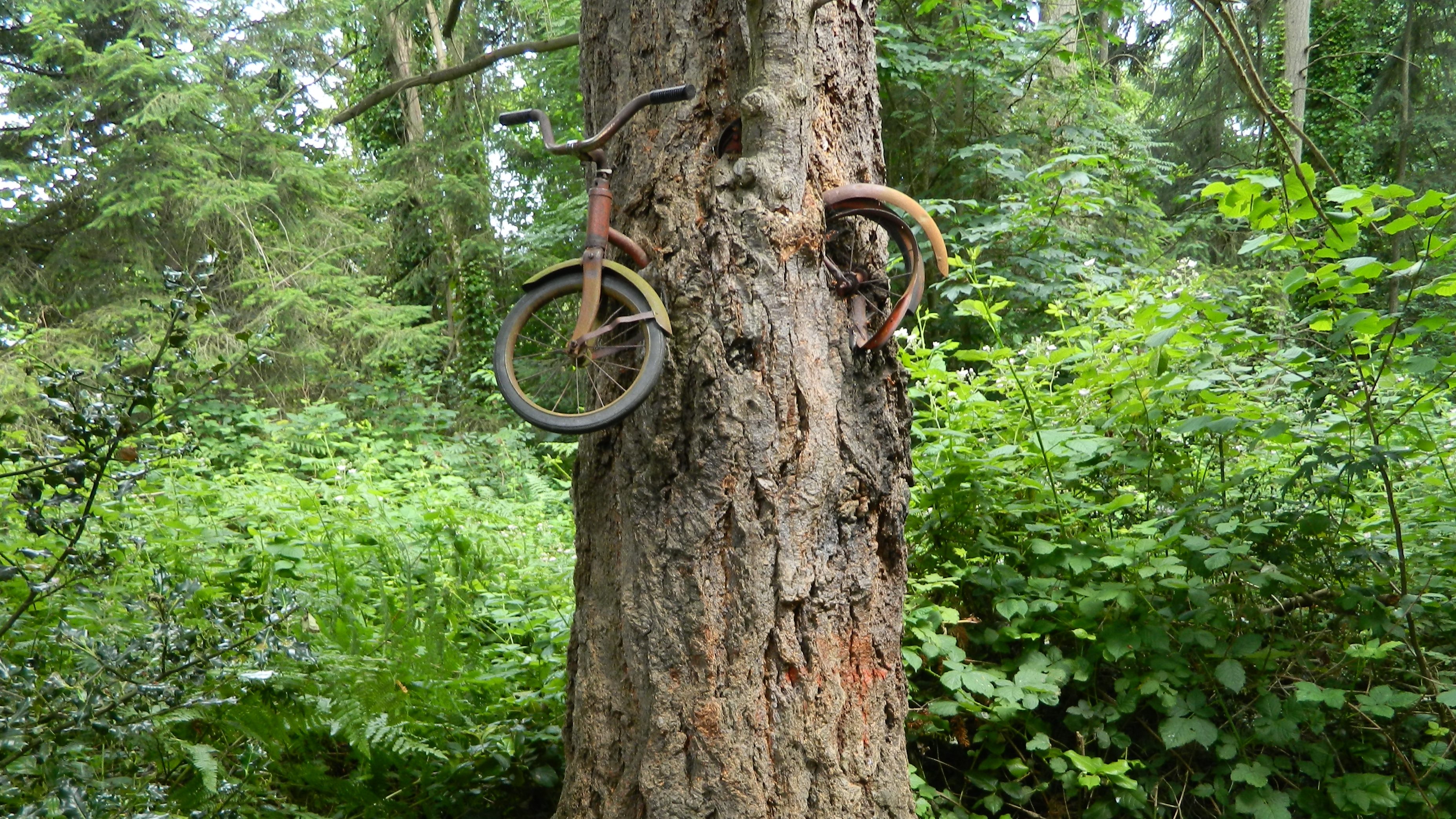 The locally famous bicycle tree near Vashon, WA.