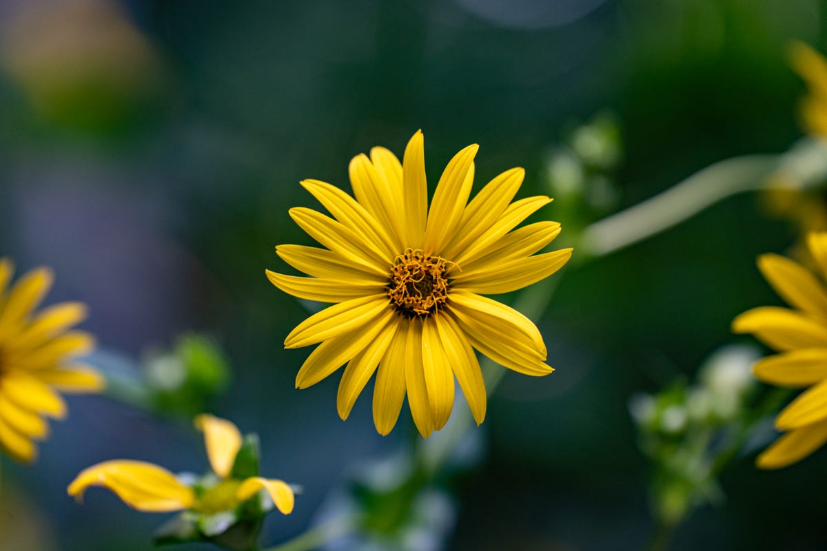If You Have Clay Soil, These Are the Flowers You Should Be Planting
