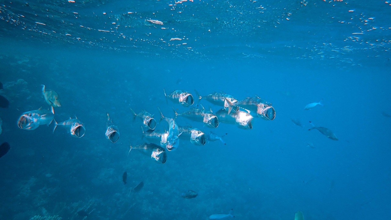 Divers filmed a transparent-headed barreleye fish alive 710 meters down for the first time