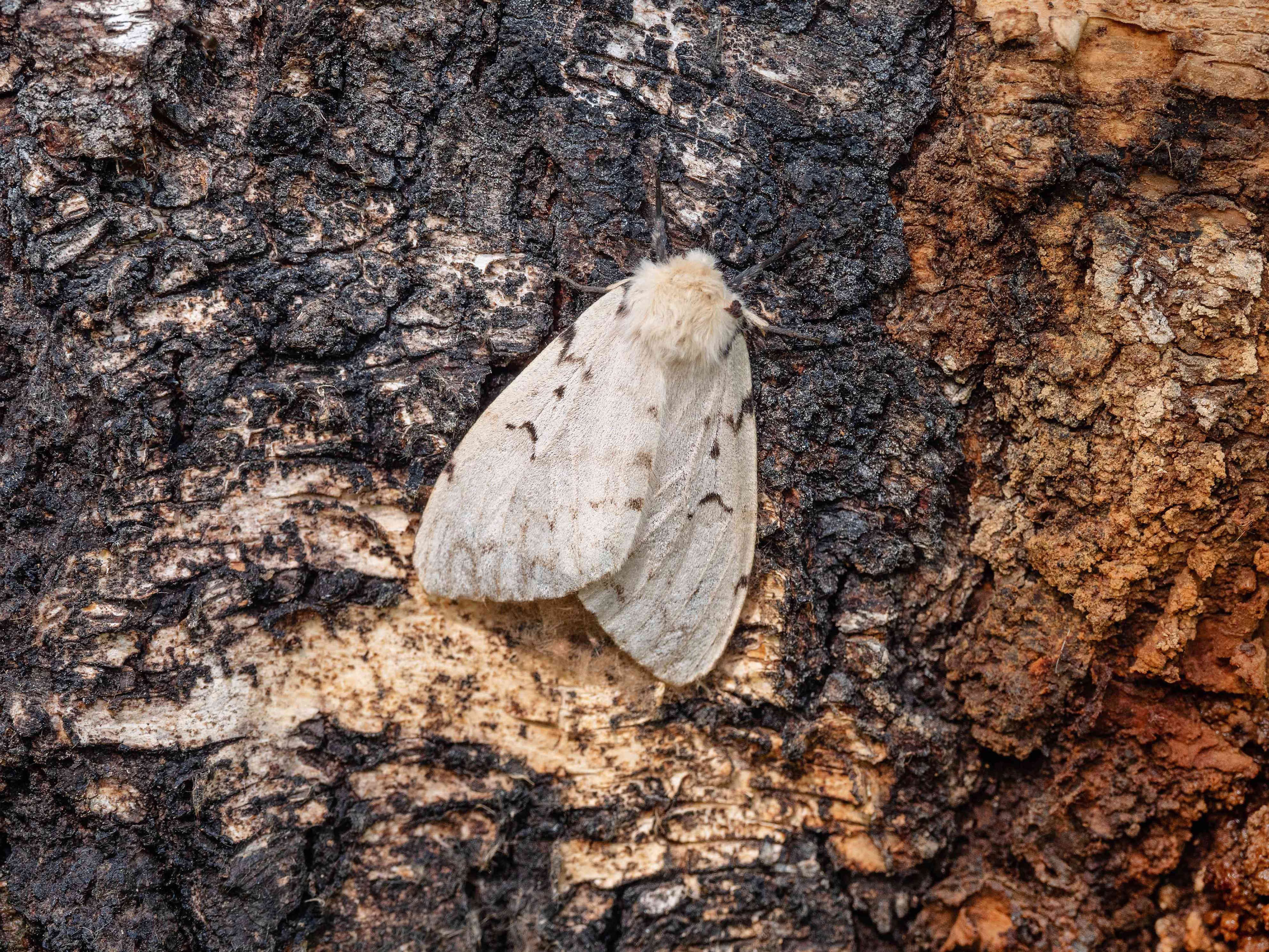 4 destructive invasive insects to watch for in your garden