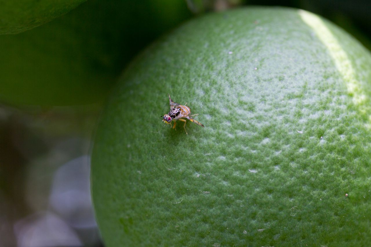 Mediterranean fruit fly on a citrus fruit
