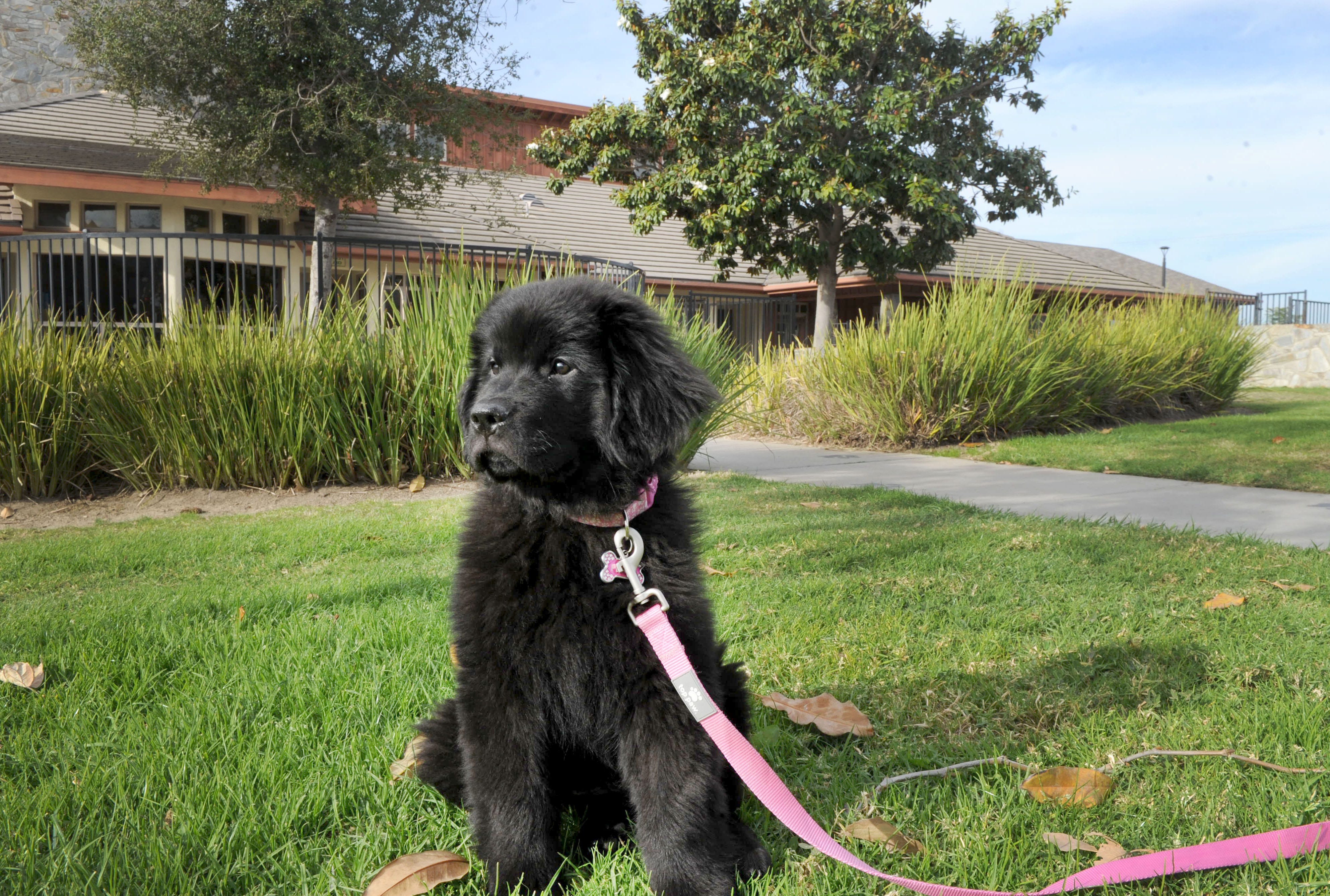 Best pictures of the wondrous, water-loving Newfoundland dogs