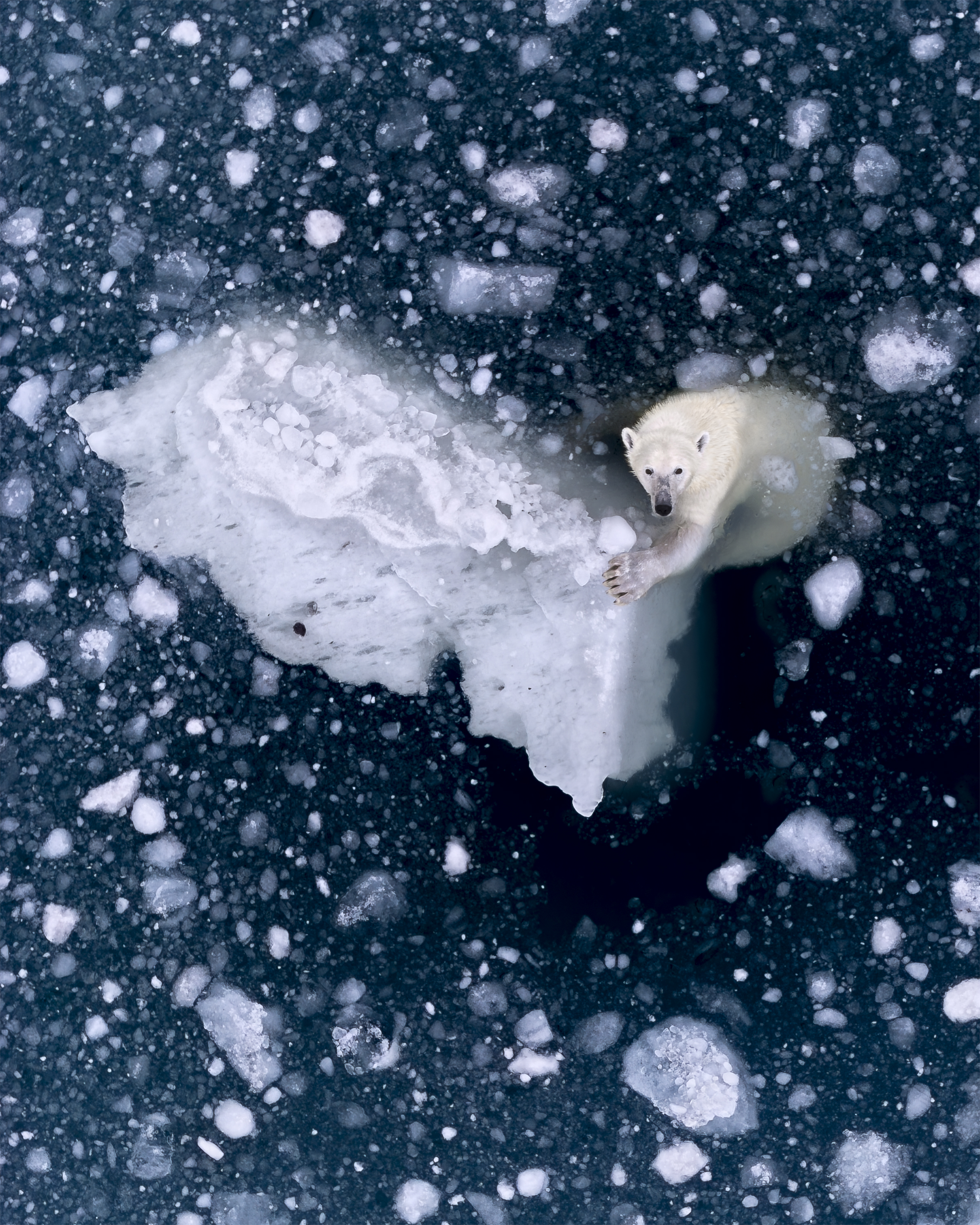 Gripping onto the edge of an iceberg in East Greenland, a polar bear looks out across the sea ice and sniffs the air. “The scene reflects a landscape that never stays still, where ice fractures, drifts and reforms around it,” photographer Rhiannon Lawler of the United Kingdom writes in a caption. Lawler captured the photo with a drone, keeping a safe distance from the animal.