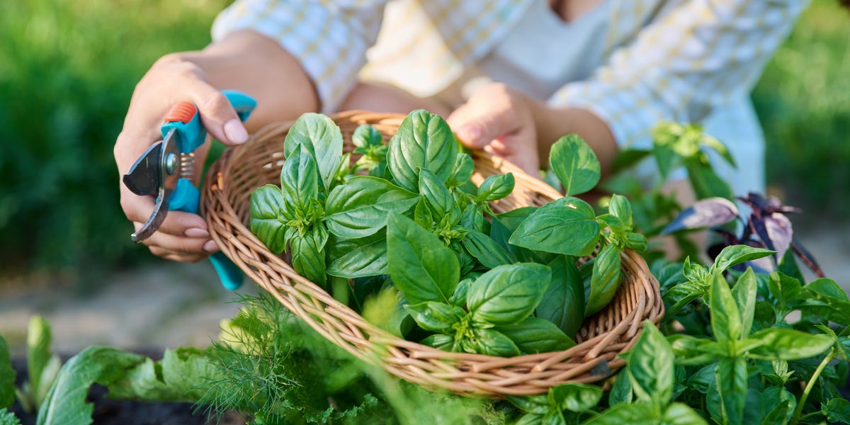 How to Use Up Extra Basil