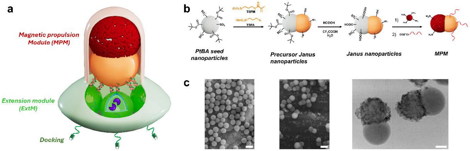 Generation of multiplex nanorobot with dual-module architecture. (CREDIT: Advanced Functional Materials)