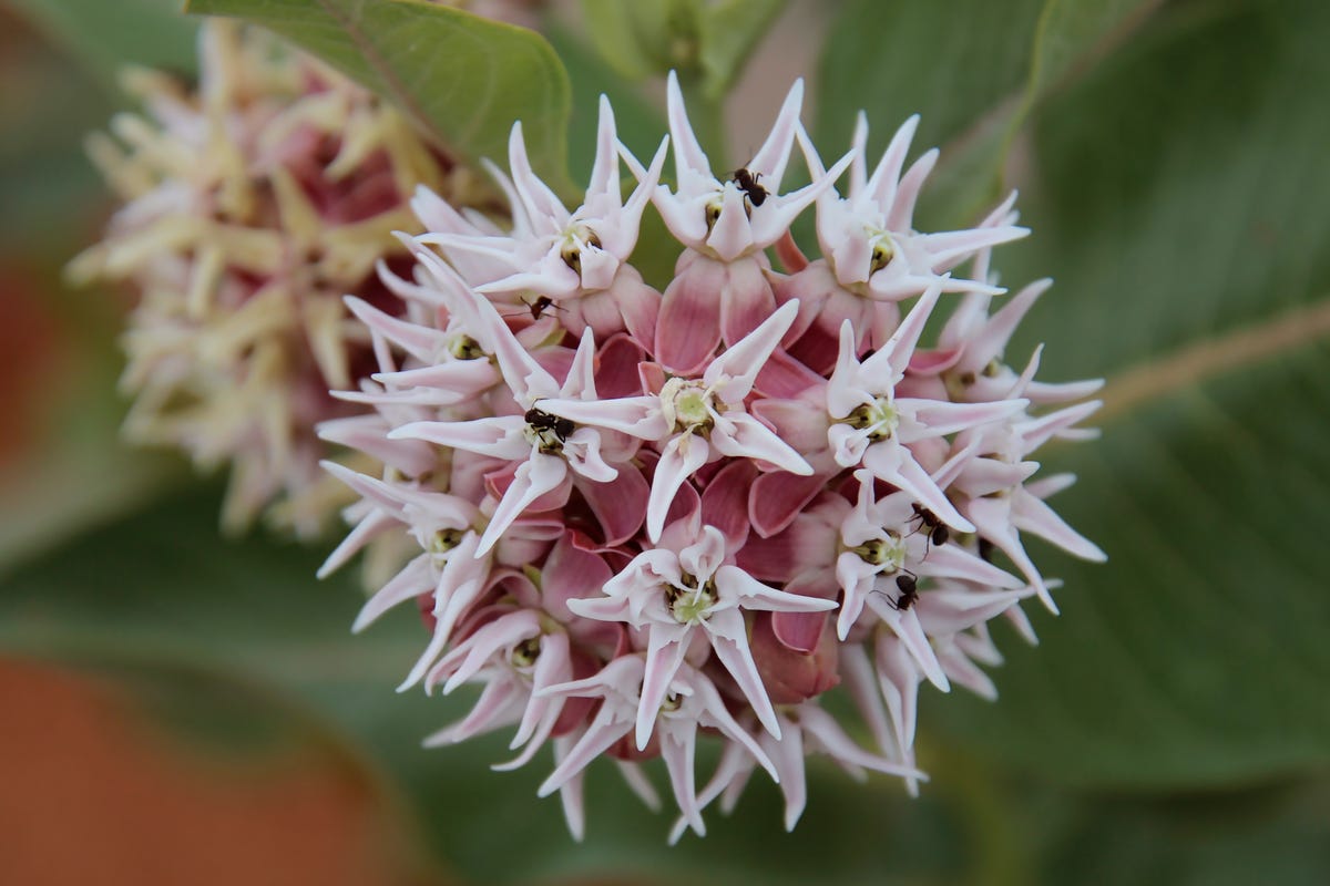 If You Have Clay Soil, These Are the Flowers You Should Be Planting