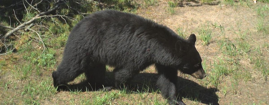A black bear was euthanized after breaking into a Swan Valley home. | Idaho Fish and Game