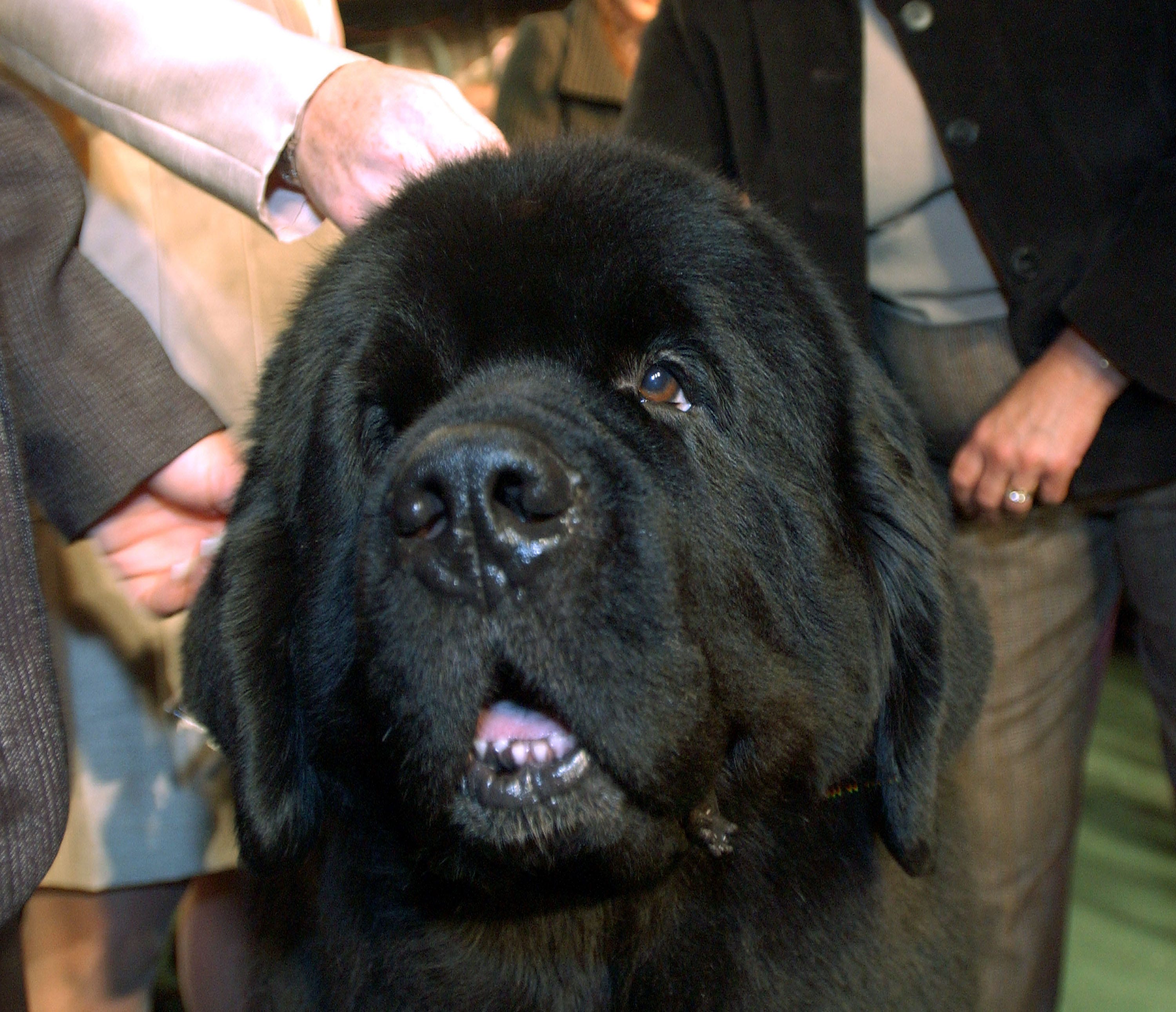 Best pictures of the wondrous, water-loving Newfoundland dogs