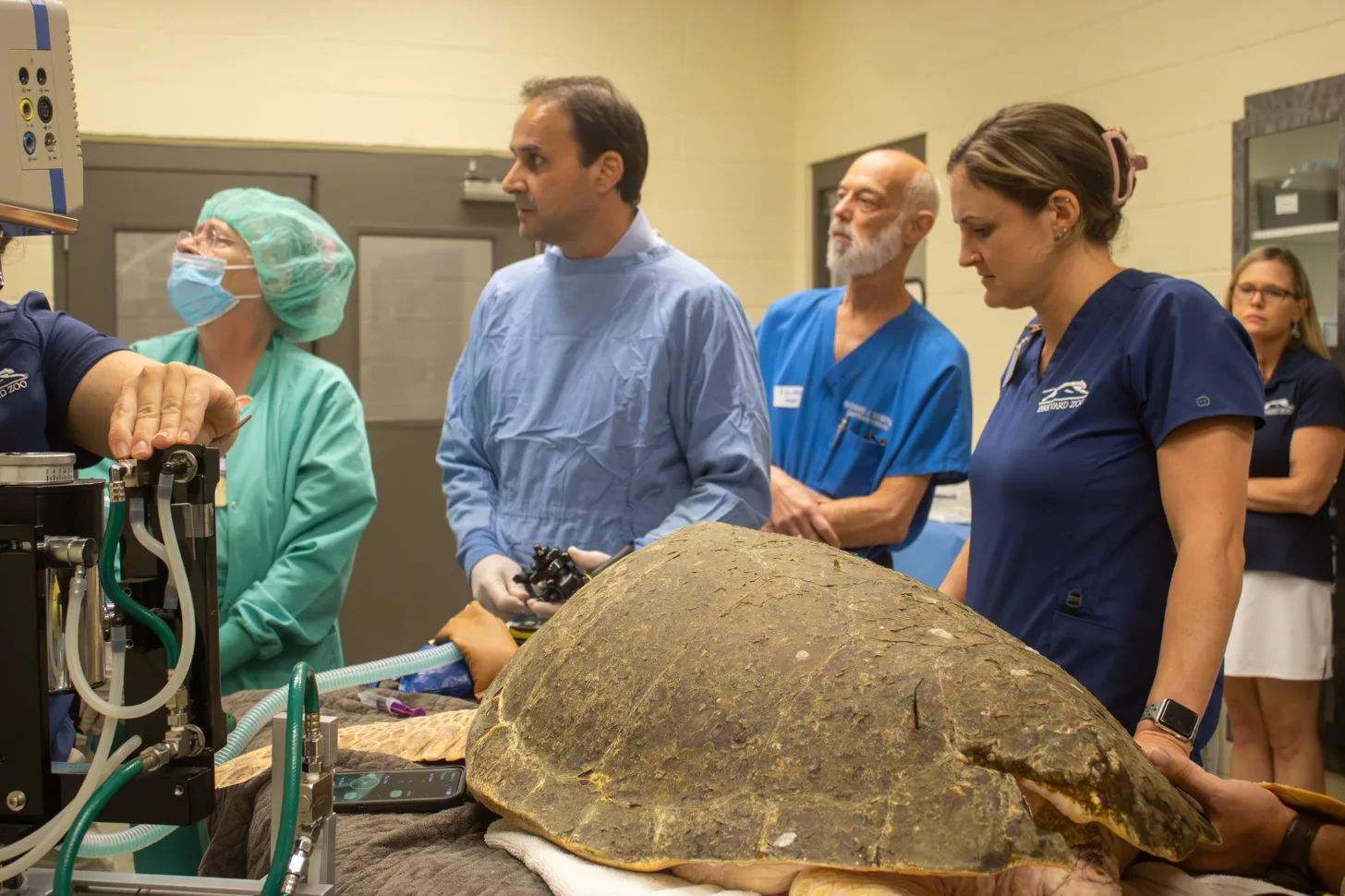 6a5a6159e50ae96a89ab8f47_6a5a61567e7cf056b11815fb_orlando-health-sea-turtle-endoscopy-body-4.webp