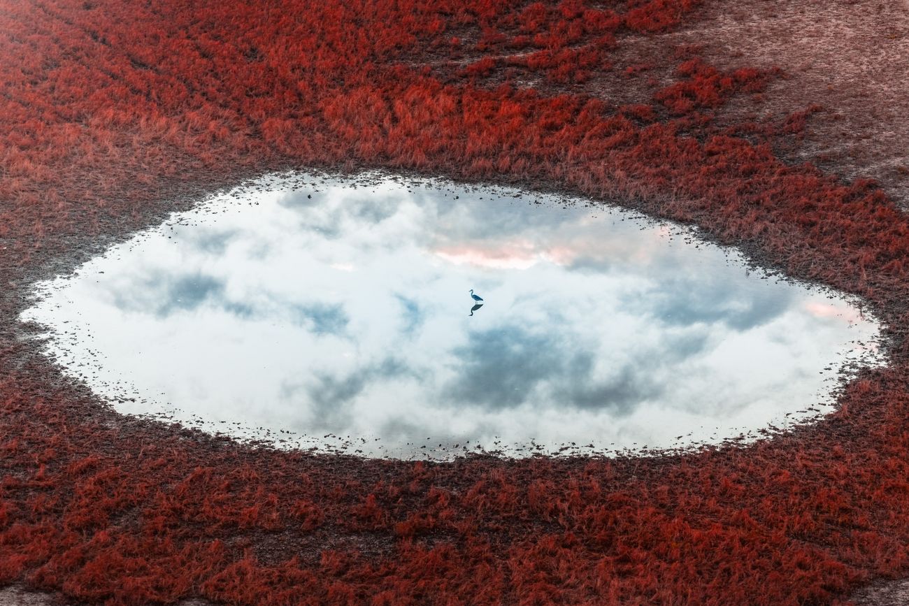 a circular lake reflects clouds and sky as a bird stands within it