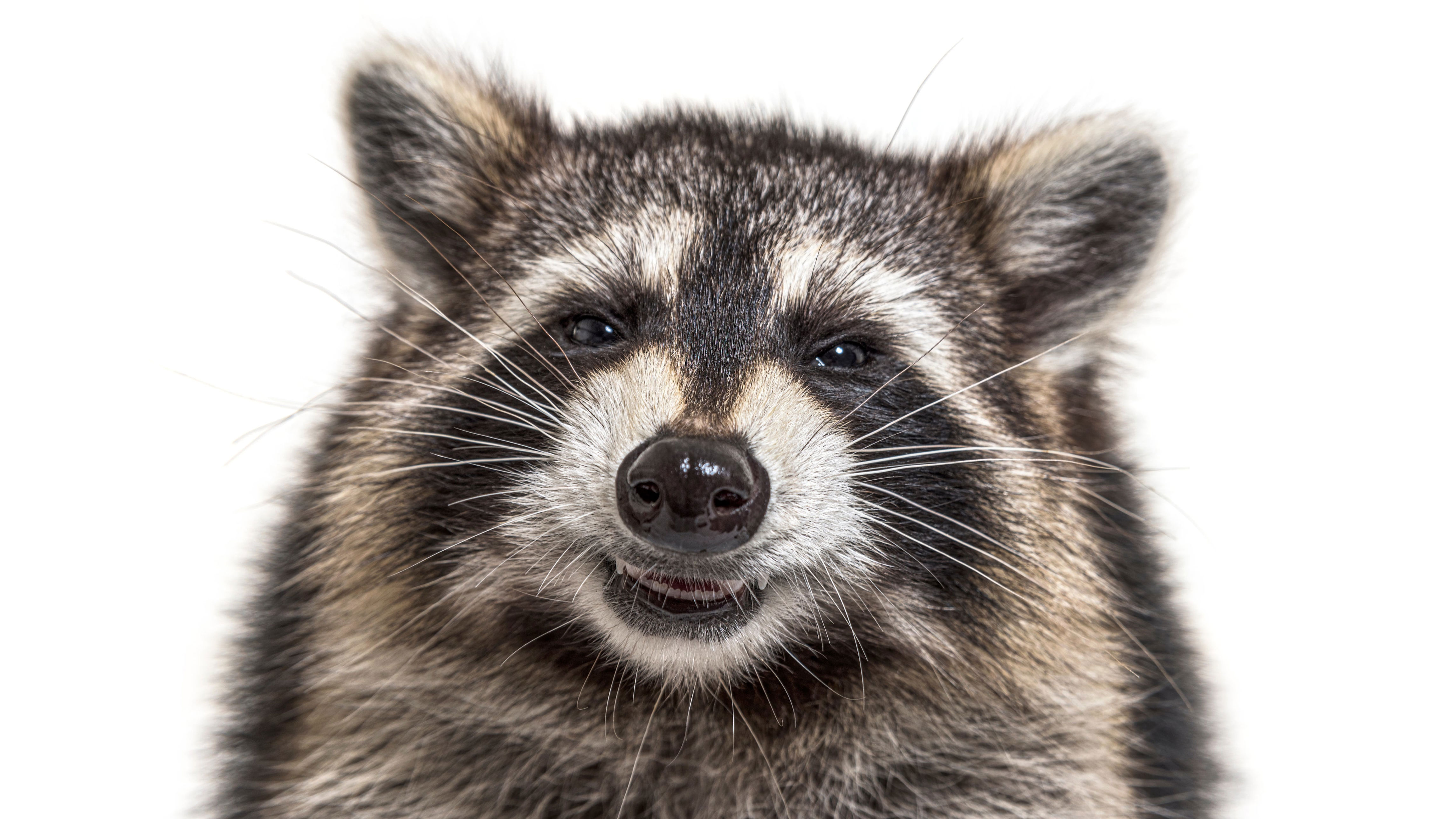 Meet 'Jimothy,' viral cryptid-looking raccoon